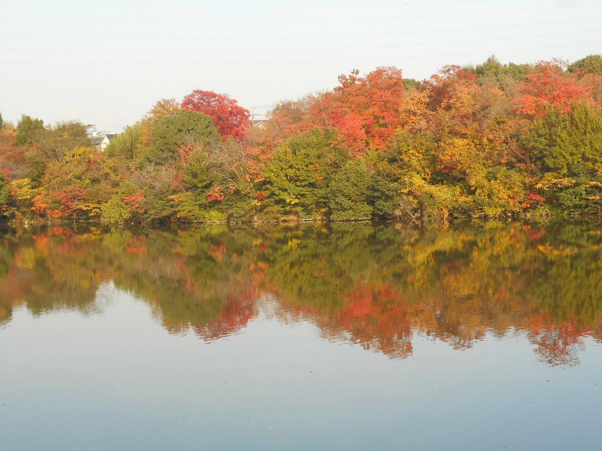 大高緑地　琵琶ヶ池の紅葉