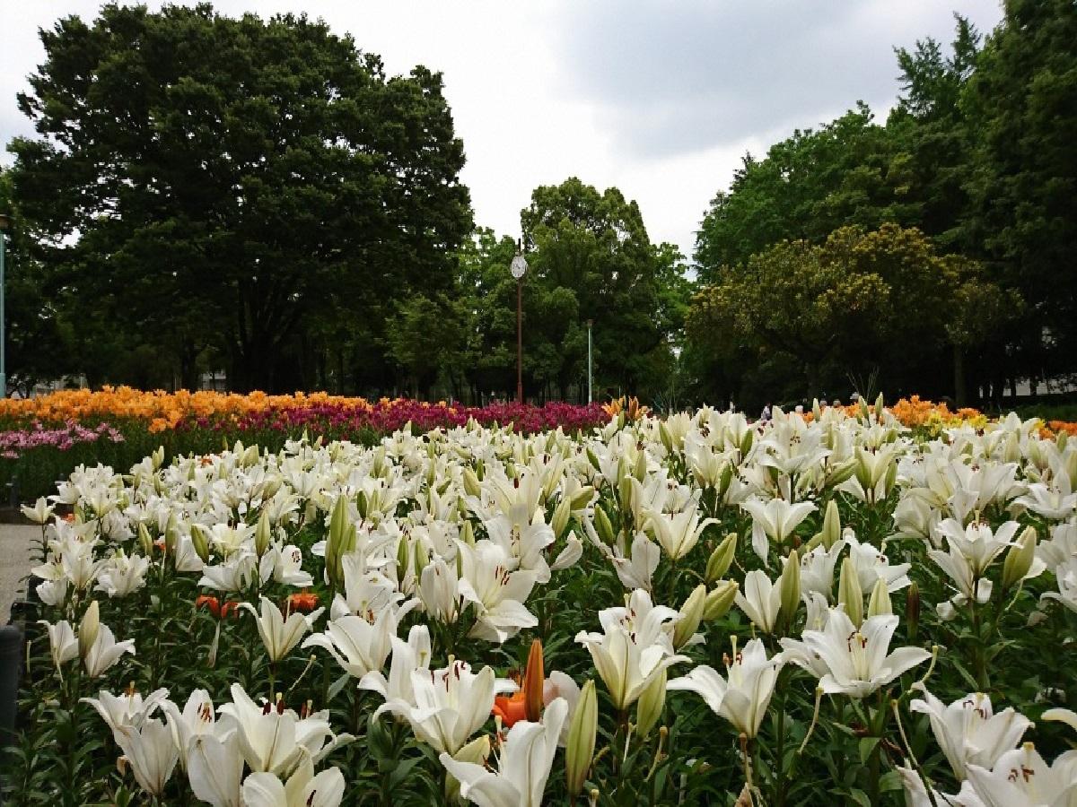 千種公園　ユリ園