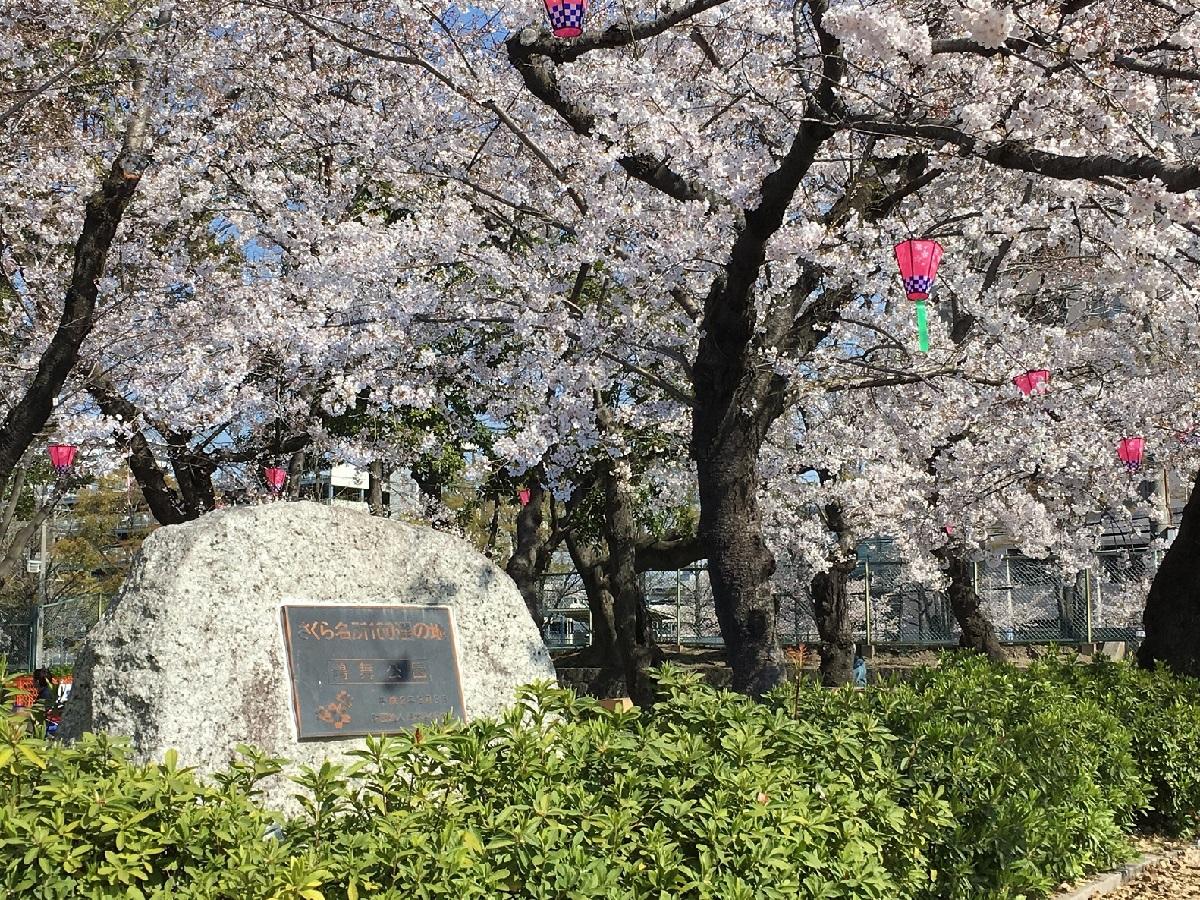 鶴舞公園　サクラ