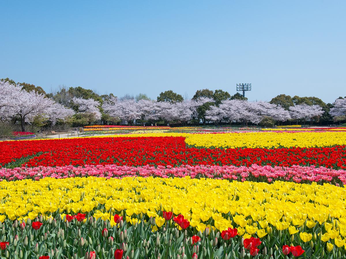 名花之里| 名古屋旅遊官方網站Visit Nagoya