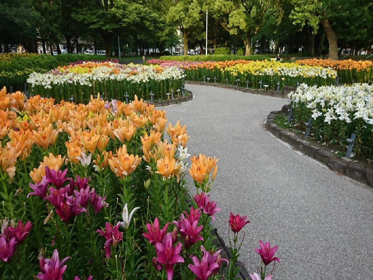 千種公園　ユリ園