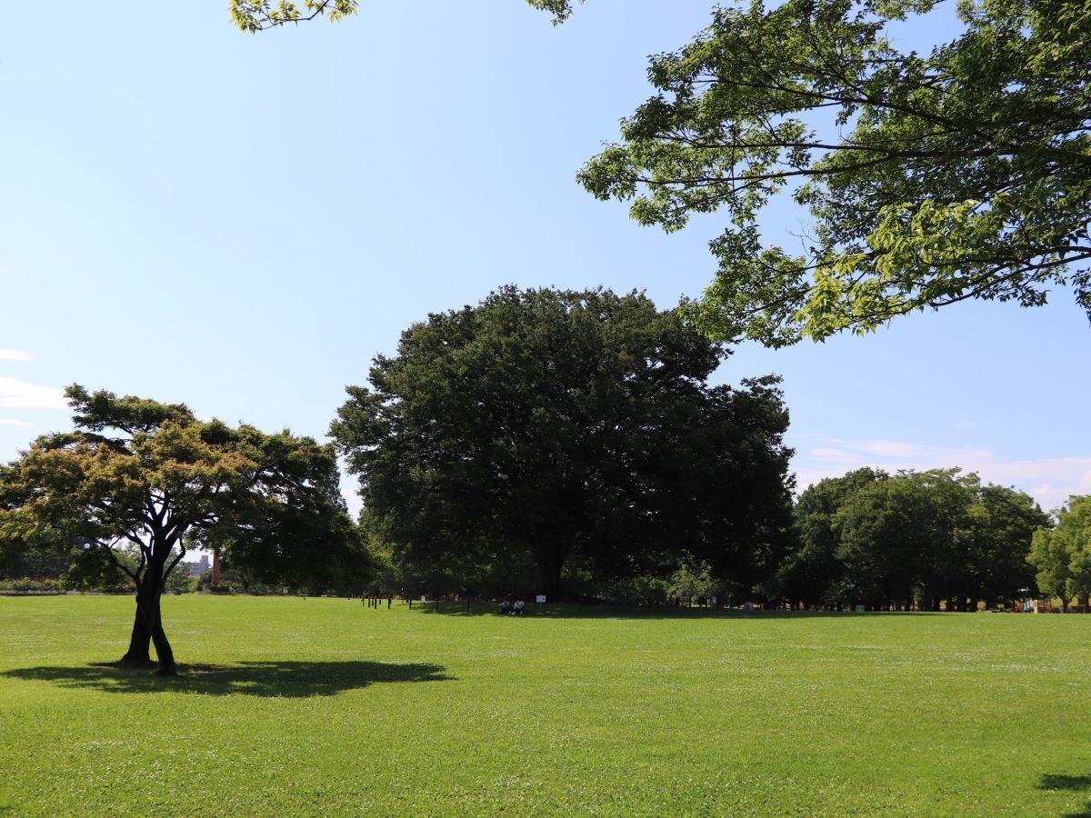 庄内緑地公園　芝生広場