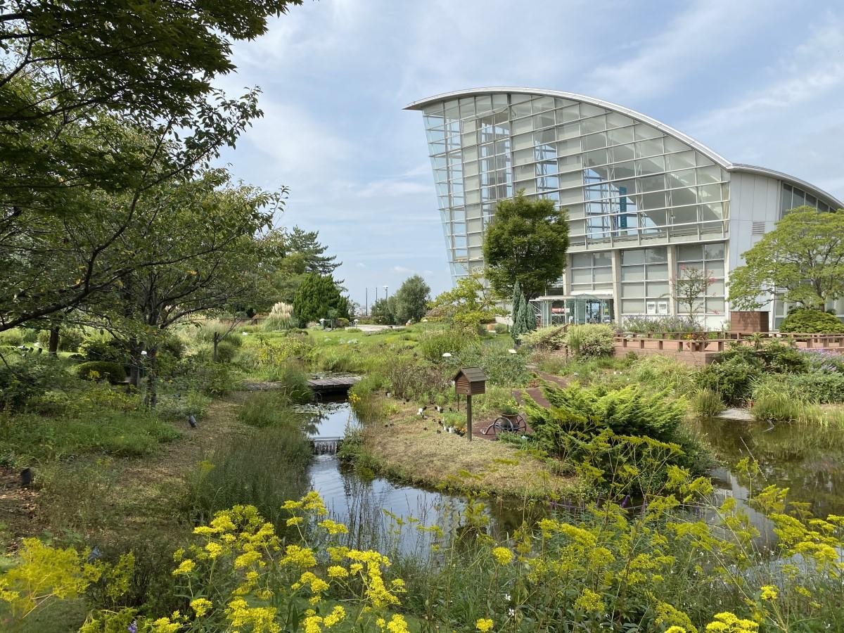 名古屋港野花花園 Bluebonnet