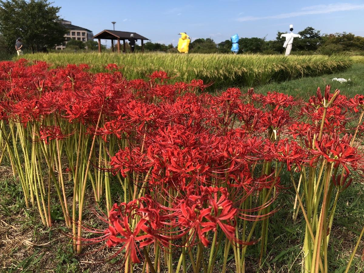 สวนวัฒนธรรมการเกษตร พื้นที่สีเขียวโทดากาวะ