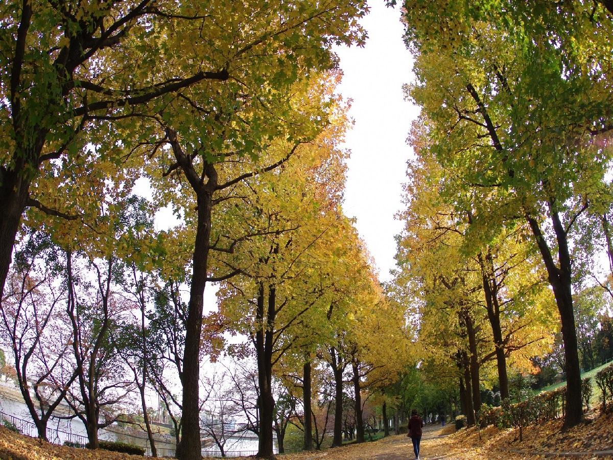 荒子川公園　アメリカフウ並木