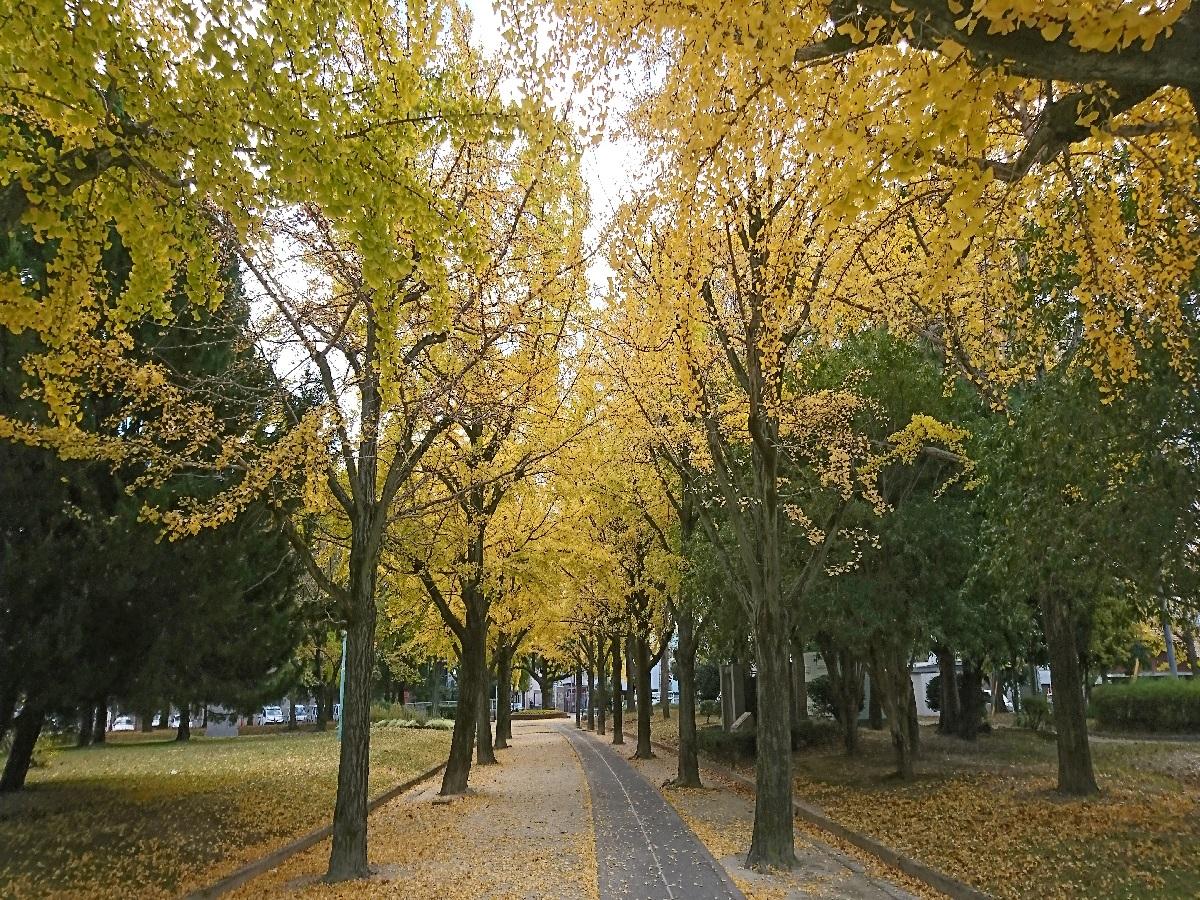 千種公園　イチョウ