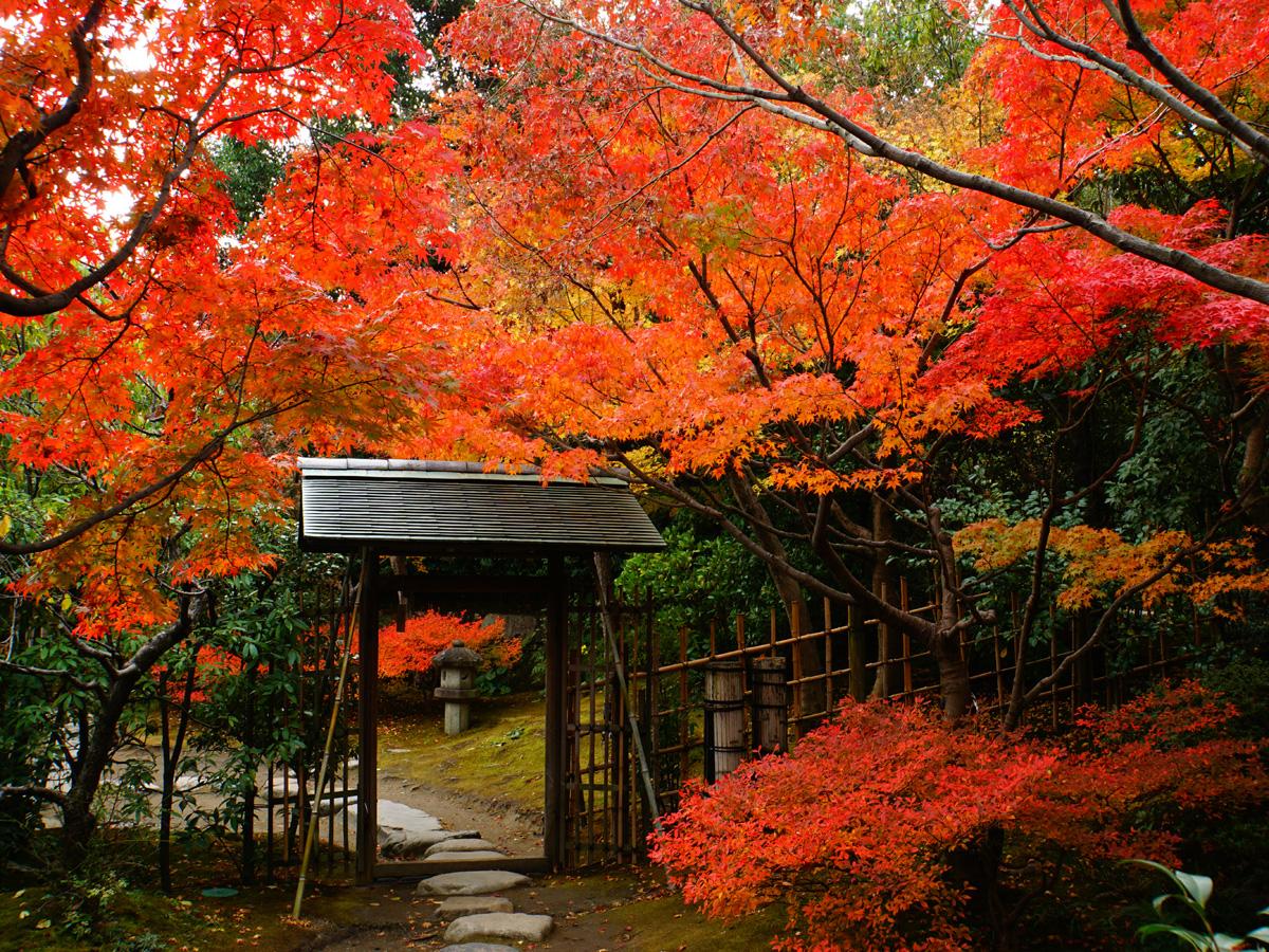 紅葉 露地庭