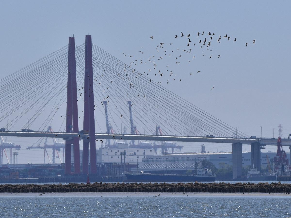 名古屋市野鳥観察館　見られる風景（名港トリトンと渡り鳥）