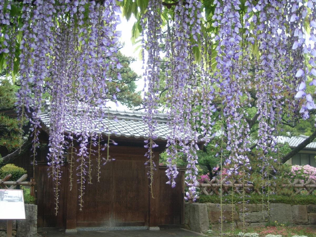 中村公園　記念館門と藤