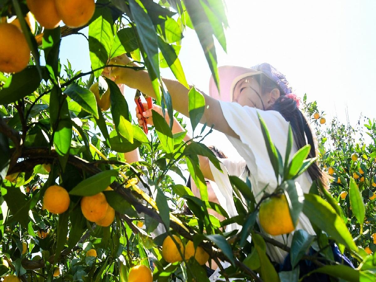 Togokusan Fruits Park