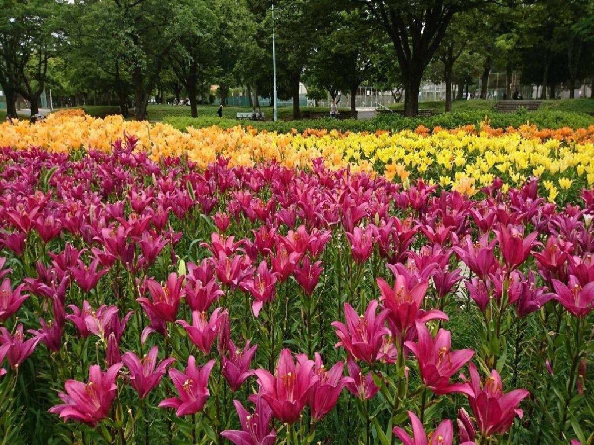 千種公園　ユリ園