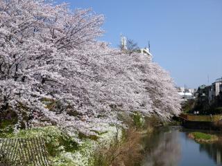 白沢渓谷の桜