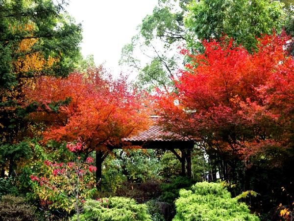 久屋大通庭園フラリエ　秋の紅葉