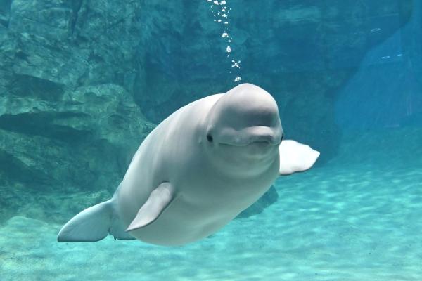 名古屋港水族館