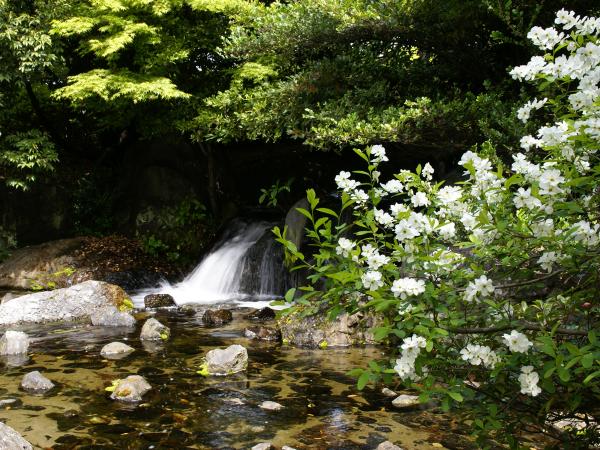 白鳥庭園