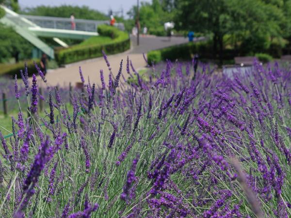 荒子川公園 ラベンダー