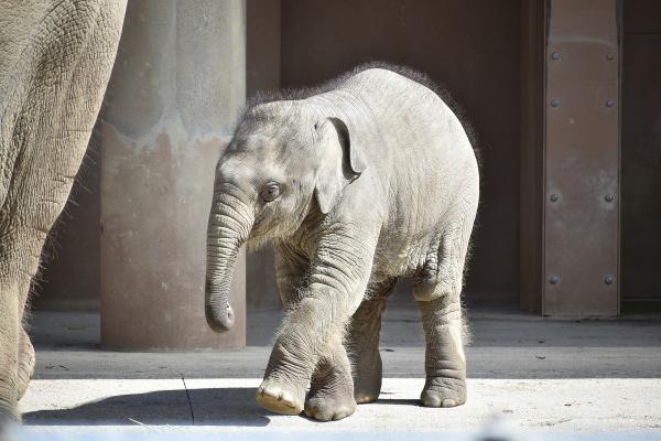 東山動植物園　アジアゾウ（赤ちゃん）