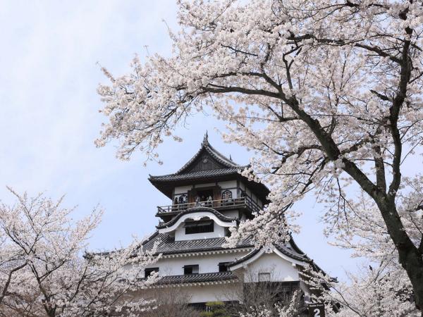 桜と犬山城