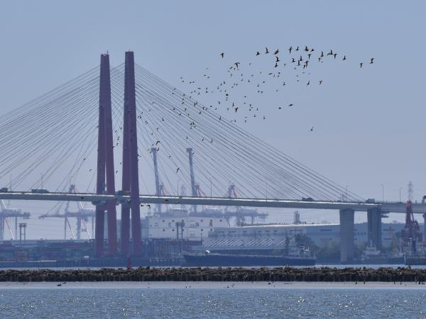 名港トリトンと渡り鳥