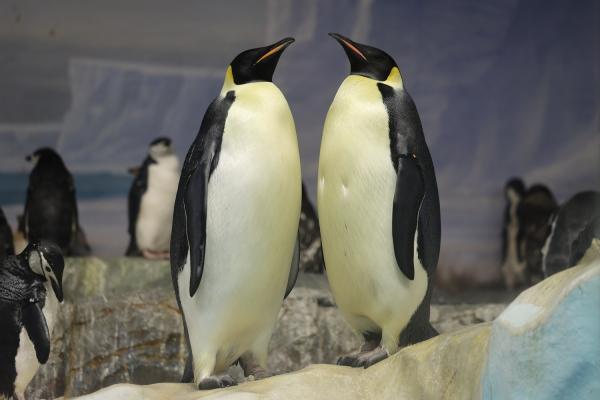 名古屋港水族館