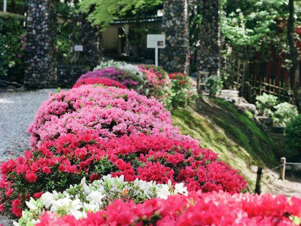 北園・春のクルメツツジ 