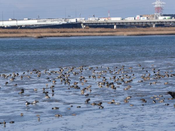 オナガガモ（カモの仲間）