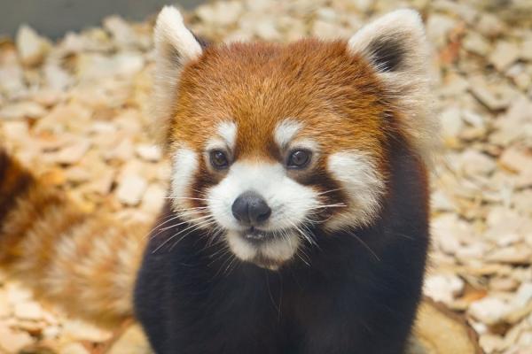 東山動植物園 レッサーパンダ