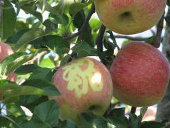 Togokusan Fruits Park