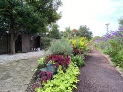 Nagoya Port Wildflower Garden - Bluebonnet