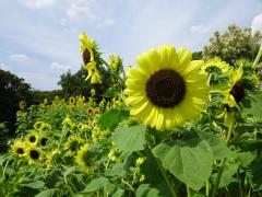 Higashiyama Zoo and Botanical Gardens