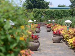 Vườn hoa dại cảng Nagoya – Bluebonet
