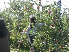 Togokusan Fruits Park