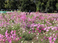 Shonai Ryokuchi Park