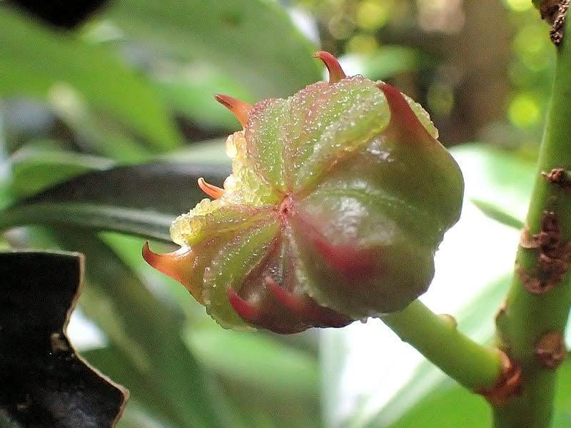 【生物観察】毒!危険!こわ~い植物ツアー〈東山植物園編〉