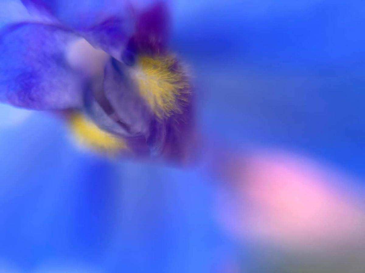 【生物観察】ルーペで覗く小さく美しい世界!春の園芸植物と野生植物〈久屋大通庭園フラリエとその周辺編〉