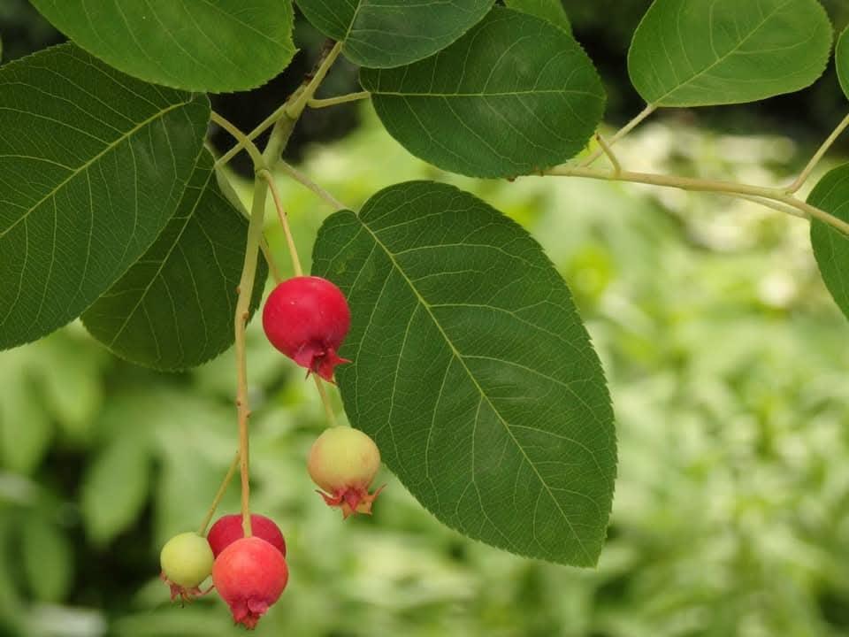 【生物観察】ルーペで覗く小さく美しい世界!春の園芸植物と野生植物〈久屋大通庭園フラリエとその周辺編〉