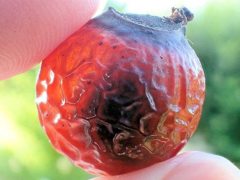 【生物観察・タネ拾い】ドーナツ状、空飛ぶ羽根、ベル状の種や実たち!ふしぎなタネの世界。〈鶴舞公園編〉