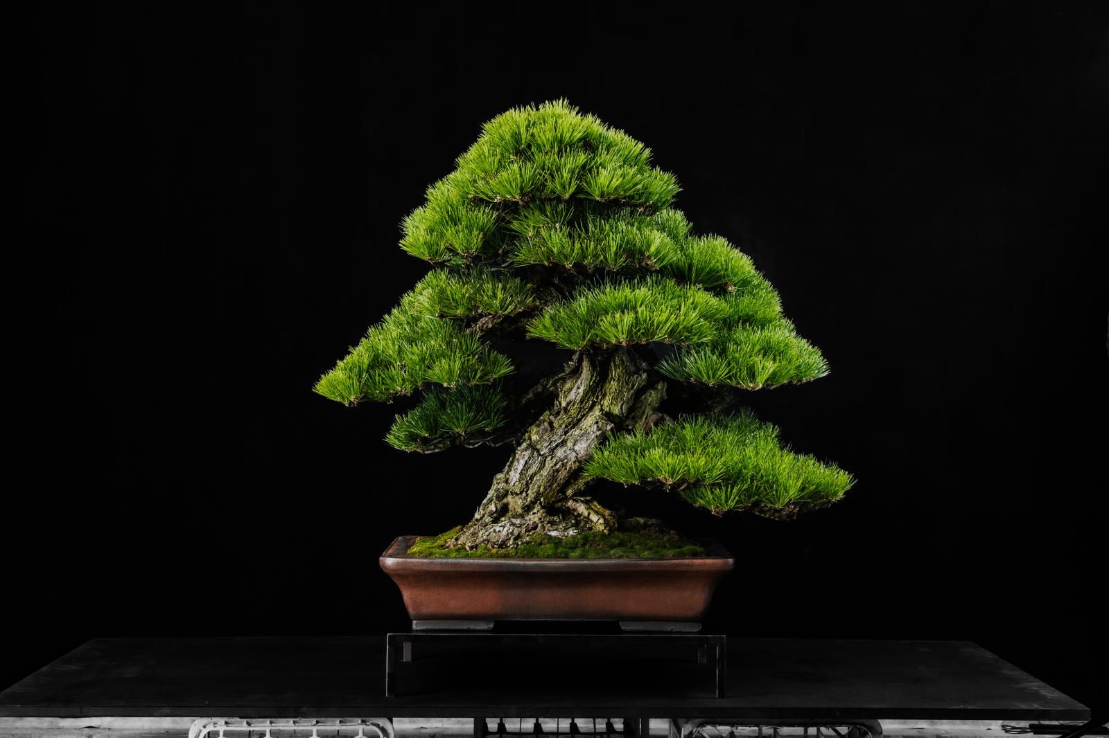 The 41th Japanese Culture Workshop