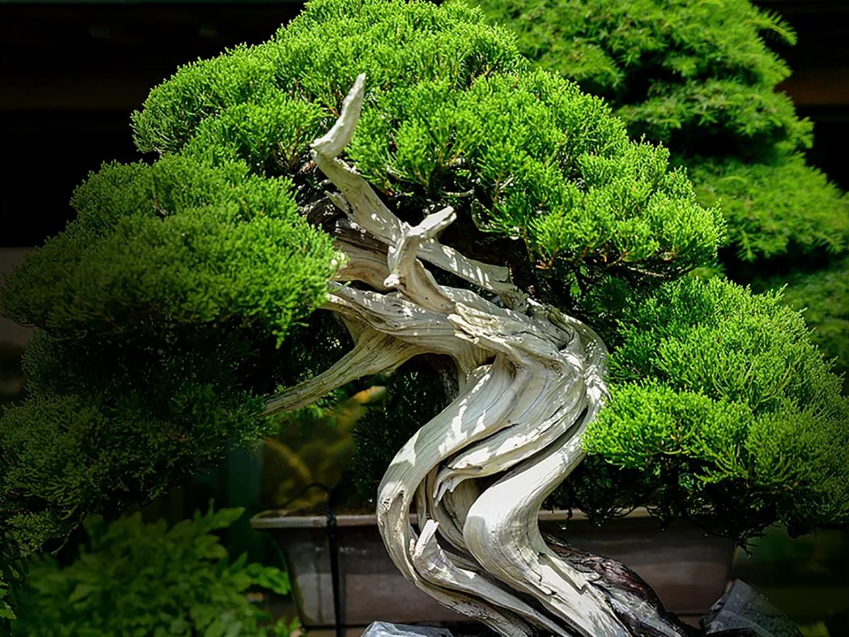 Bonsai & Sencha Tea Experience in NAGOYA