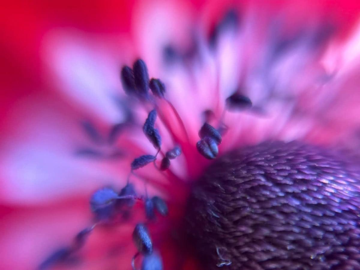 【生物観察】ルーペで覗く小さく美しい世界!春の園芸植物と野生植物〈久屋大通庭園フラリエとその周辺編〉