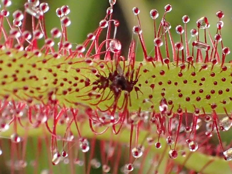 【生物観察】毒!危険!こわ~い植物ツアー〈東山植物園編〉