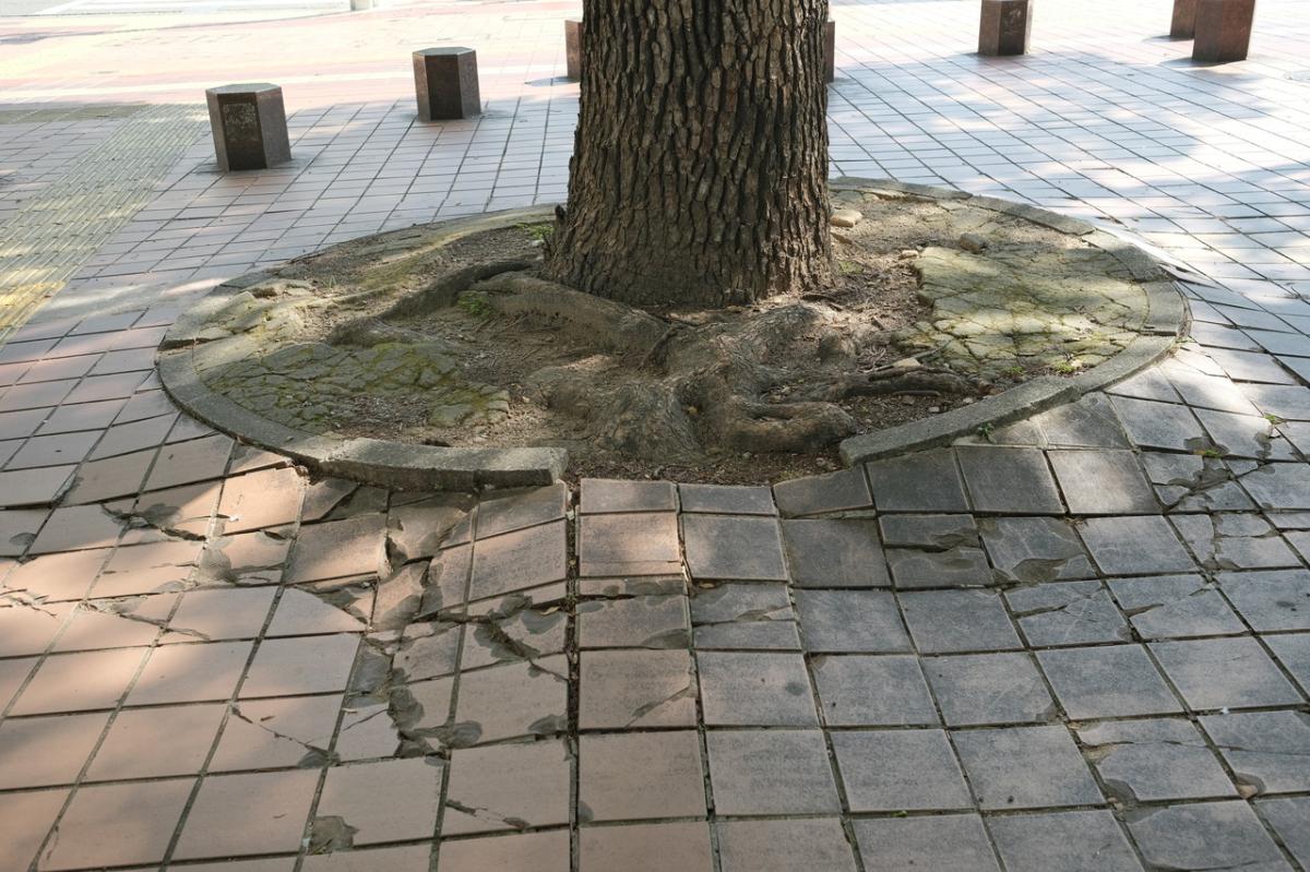 【都市公園】最近の街路樹の流行りを知ってる?都市緑化の専門家と見る、都心のオアシス久屋大通公園周辺の緑化事情