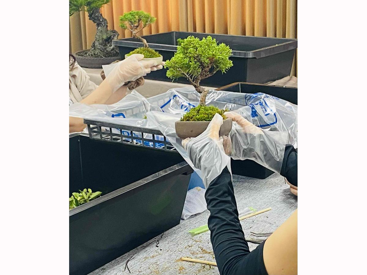 盆栽体験