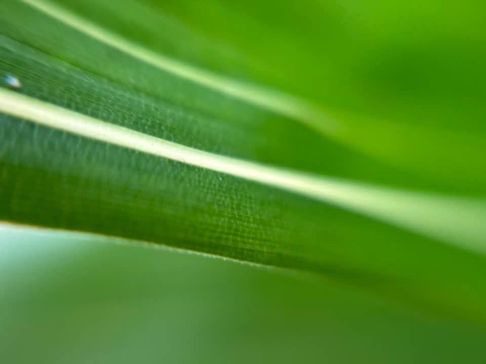 【生物観察】ルーペで覗く小さく美しい世界!春の園芸植物と野生植物〈久屋大通庭園フラリエとその周辺編〉
