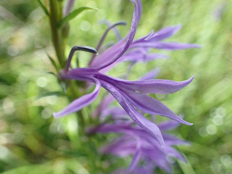【生物観察】毒!危険!こわ~い植物ツアー〈東山植物園編〉