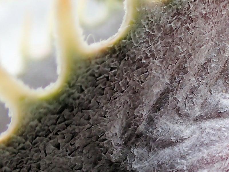 【生物観察】毒!危険!こわ~い植物ツアー〈東山植物園編〉