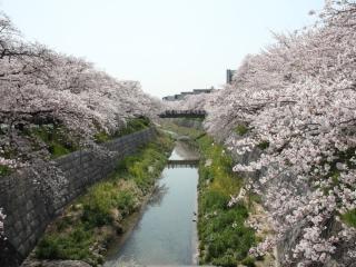 山崎川　桜