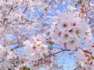桜