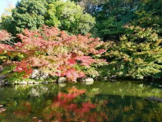 Autumn Leaves in Nagoya Tour