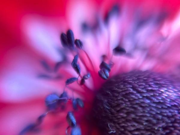 【生物観察】ルーペで覗く小さく美しい世界！春の園芸植物と野生植物〈久屋大通庭園フラリエとその周辺編〉